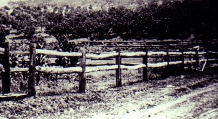 CastleHillorchard1920s.jpg