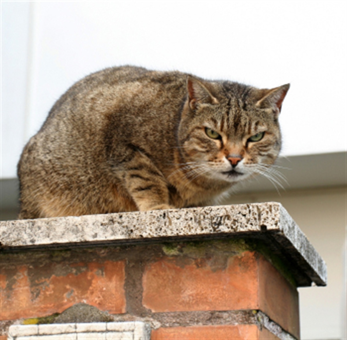 Nuisance Cats The Hills Shire Council